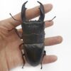 帝王扁鍬形蟲 ♂100mm 大型成對