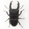 帝王扁鍬形蟲 ♂100mm 大型成對