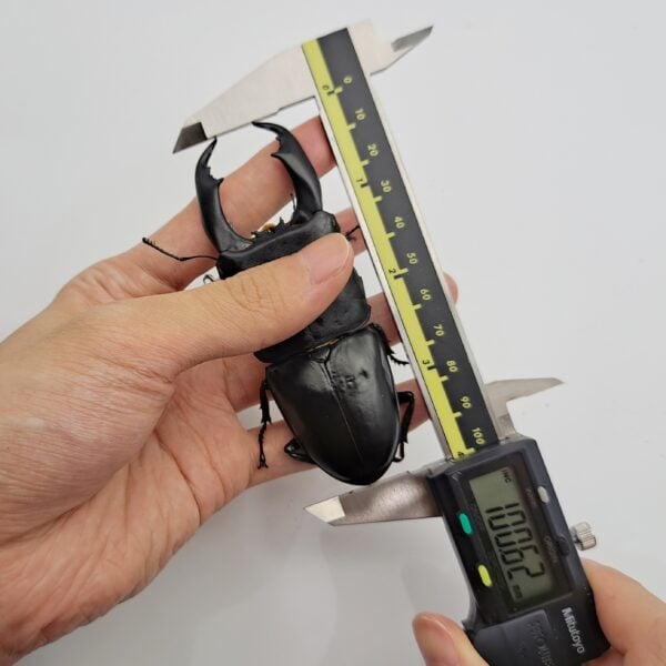 帝王扁鍬形蟲 ♂100mm 大型成對