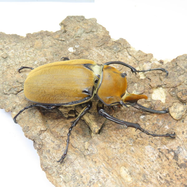 毛大象大兜蟲 ♂ 118mm 單公