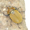 毛大象大兜蟲 ♂ 118mm 單公