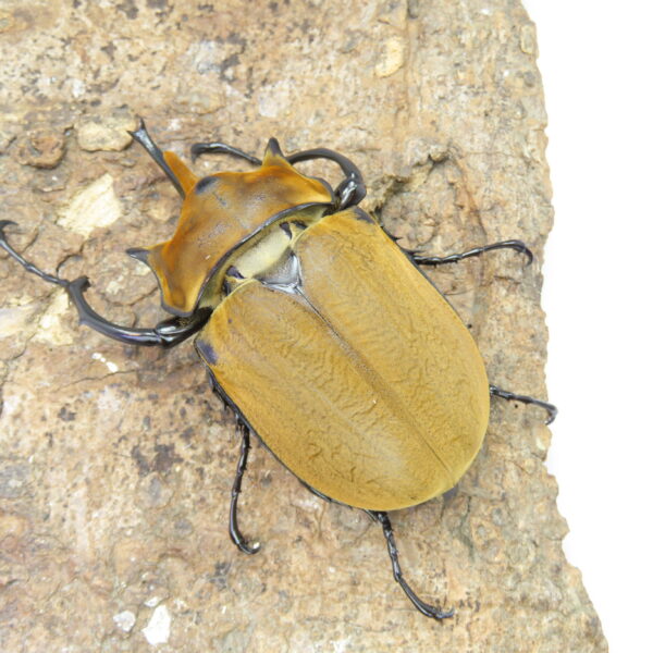 毛大象大兜蟲 ♂ 118mm 單公
