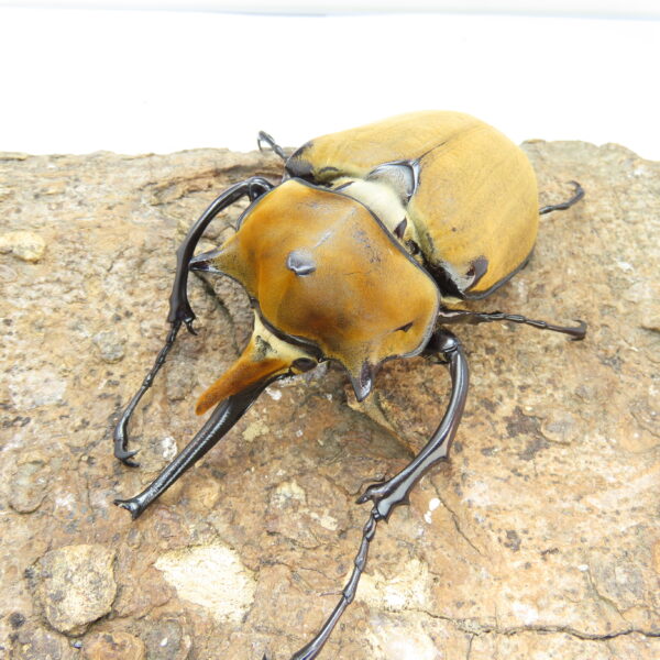 毛大象大兜蟲 ♂ 118mm 單公