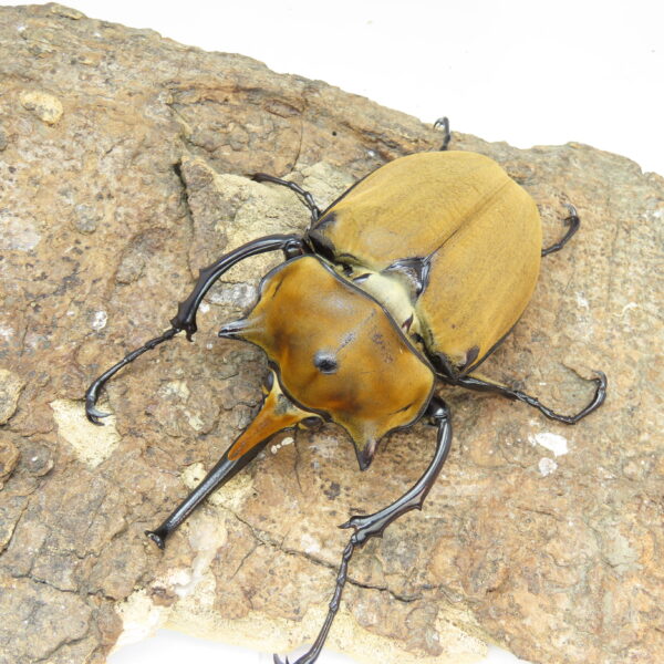 毛大象大兜蟲 ♂ 118mm 單公