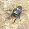 華勒斯鋸鍬形蟲PW ♂ 62mm 成對
