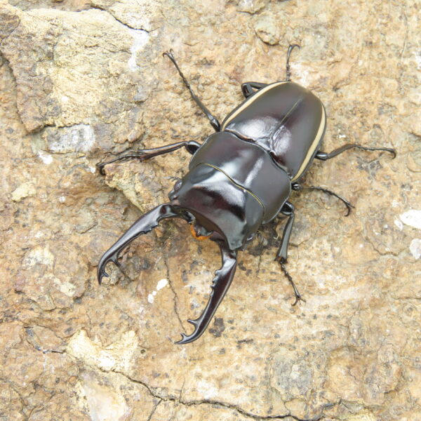 華勒斯鋸鍬形蟲PW ♂ 62mm 成對