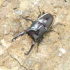 華勒斯鋸鍬形蟲PW ♂ 62mm 成對