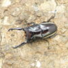 華勒斯鋸鍬形蟲PW ♂ 62mm 成對