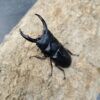 平頭大鍬形蟲 ♂60mm 成對