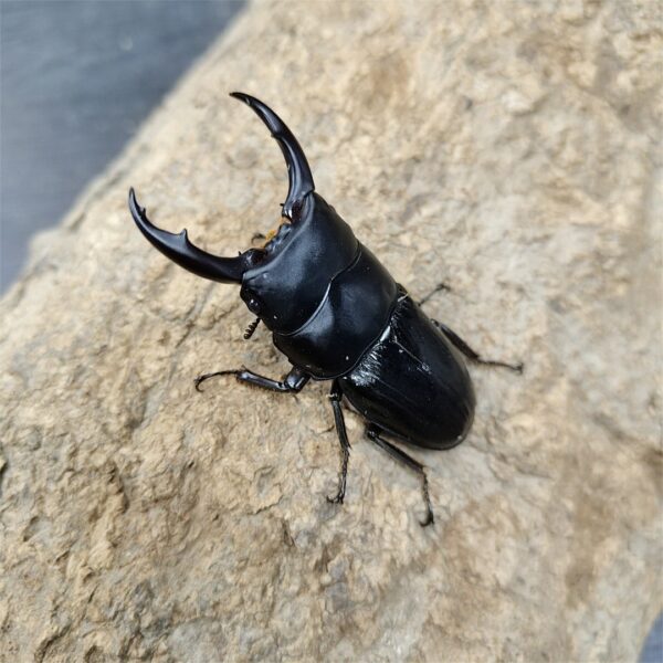 平頭大鍬形蟲 ♂60mm 成對
