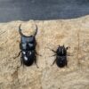 平頭大鍬形蟲 ♂60mm 成對