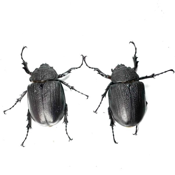 亞克提恩大兜蟲（繁殖組）♂97mm 一公兩母
