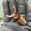 雞冠細身赤鍬型蟲 ♂50mm  成對 A組
