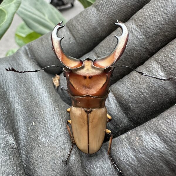 雞冠細身赤鍬型蟲 ♂50mm  成對 A組