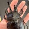 亞克提恩大兜蟲 粗角親代♂117mm♀84mm L1 5隻一組 B組