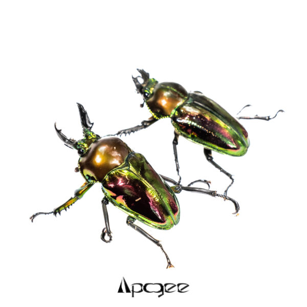 彩虹鍬形蟲（皮卡）♂ALLSIZE 成對 A組