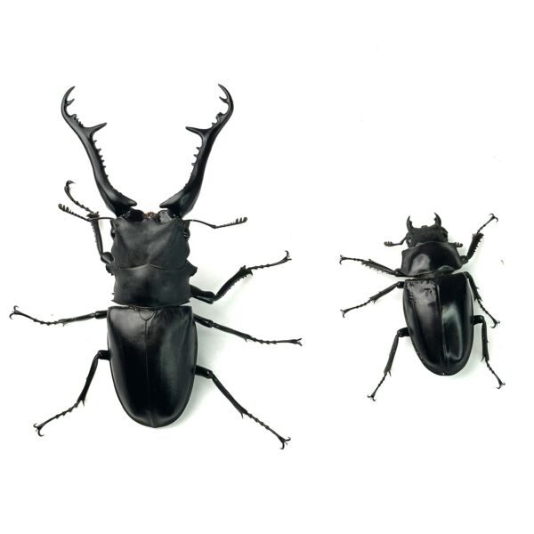 長頸鹿鋸鍬形蟲 PGK ♂106mm 成對