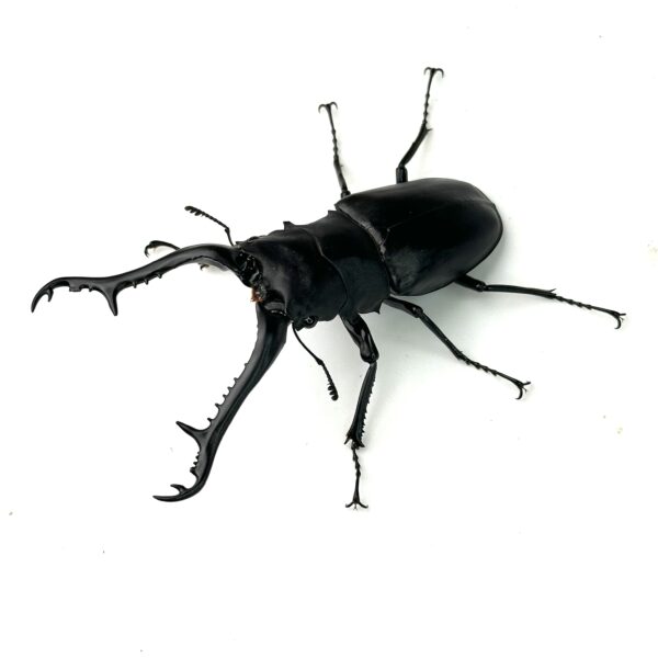 長頸鹿鋸鍬形蟲 PGK ♂106mm 成對