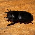 帝王扁鍬形蟲  ♀46mm 單母