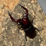 高砂鋸鍬形蟲 (和美產，親代65mm) ♂63mm 成對
