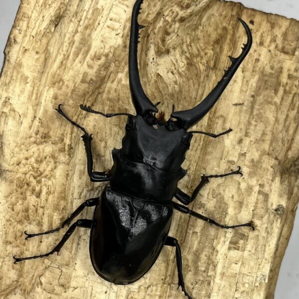 長頸鹿鋸鍬形蟲PGD ♂93mm 一公二母