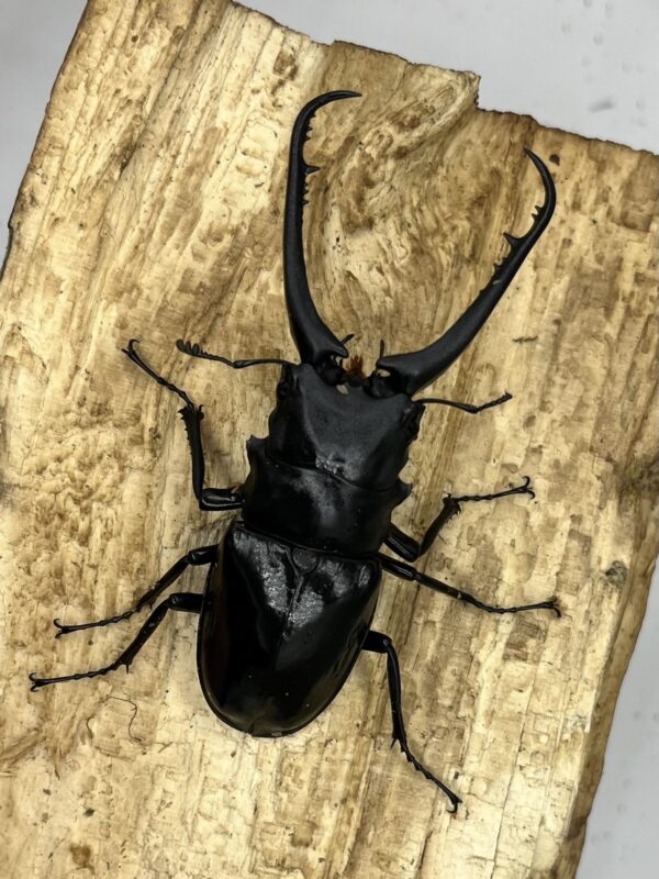 長頸鹿鋸鍬形蟲PGD ♂93mm 一公二母