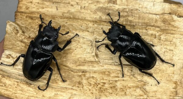 長頸鹿鋸鍬形蟲PGD ♂93mm 一公二母