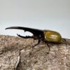 長戟大兜蟲DHH 親代♂ 162mm ♀ 73mm L2成對