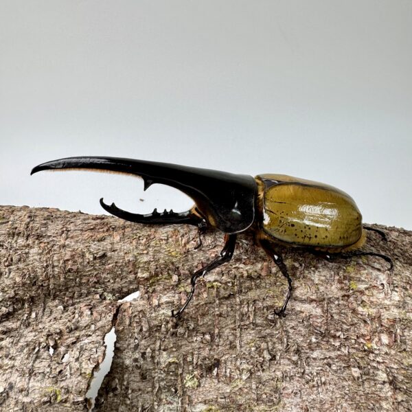 長戟大兜蟲DHH 親代♂ 162mm ♀ 73mm L2成對