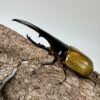 長戟大兜蟲DHH 親代♂ 162mm ♀ 73mm L2成對