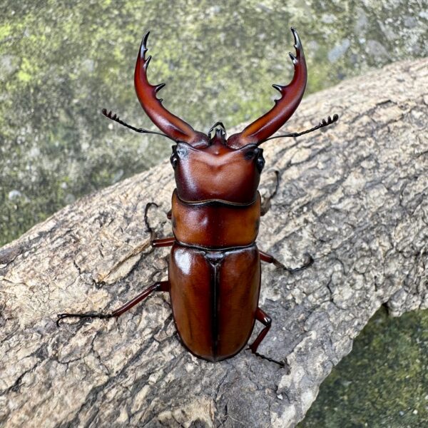 惡石島鋸鍬形蟲 ♂56mm 成對