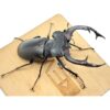 歐洲深山鍬形蟲（LCA）♂91mm 單公
