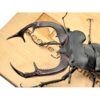 歐洲深山鍬形蟲（LCA）♂91mm 單公