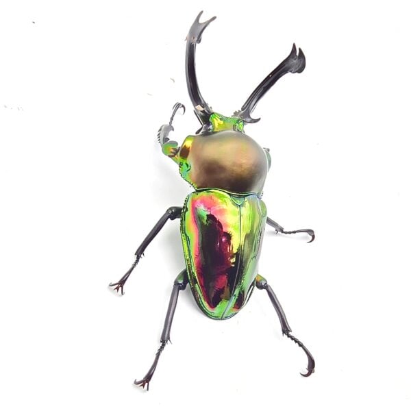 彩虹鍬形蟲 ♂62mm 成對