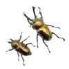彩虹鍬形蟲 ♂62mm 成對