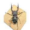 歐洲深山鍬形蟲（LCA）♂93mm 單公