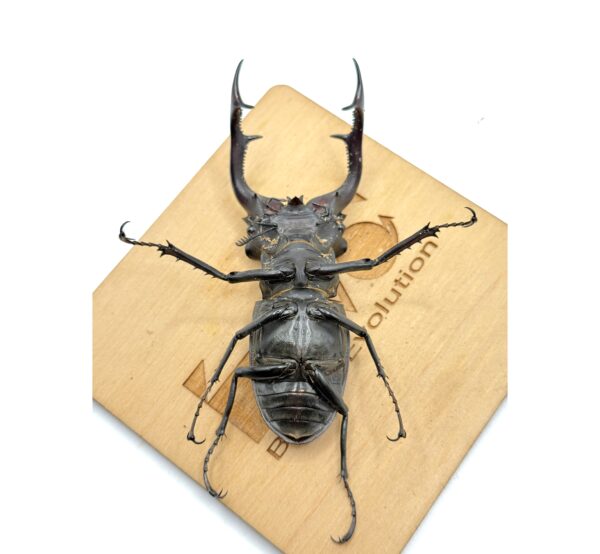 歐洲深山鍬形蟲（LCA）♂93mm 單公
