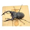 歐洲深山鍬形蟲（LCA）♂85mm 單公