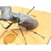 歐洲深山鍬形蟲（LCA）♂85mm 單公