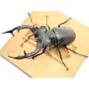 歐洲深山鍬形蟲（LCA）♂96mm 單公