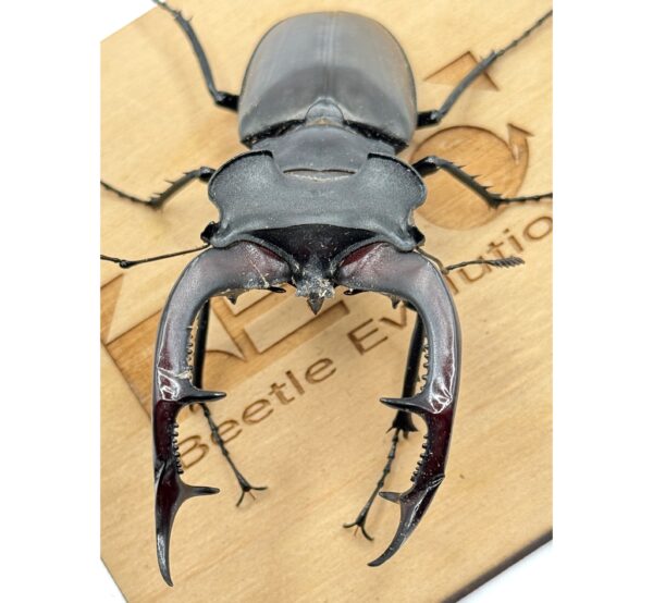 歐洲深山鍬形蟲（LCA）♂96mm 單公