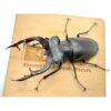 歐洲深山鍬形蟲（LCA）♂96mm 單公