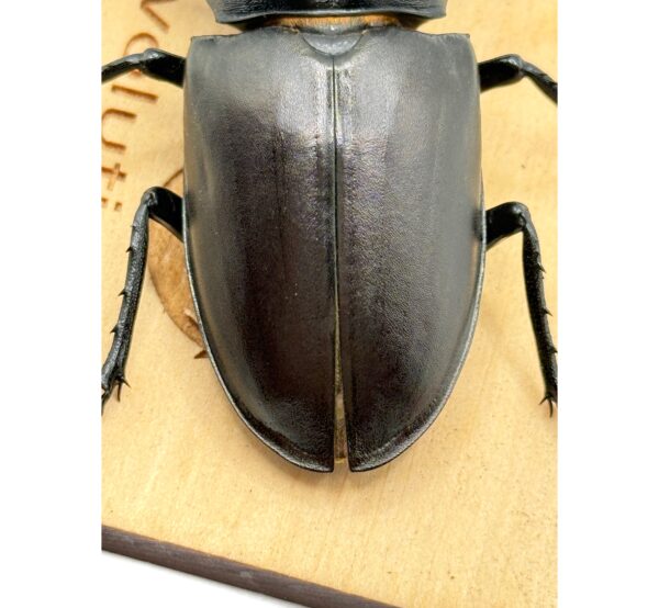 歐洲深山鍬形蟲（LCA）♂96mm 單公