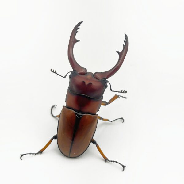 蘇門兩點鋸鍬形蟲 (WF2）♂63mm 成對
