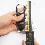 帝王扁鍬形蟲 ♂100mm 大型成對