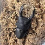 帝王扁鍬形蟲 ♂99mm 成對