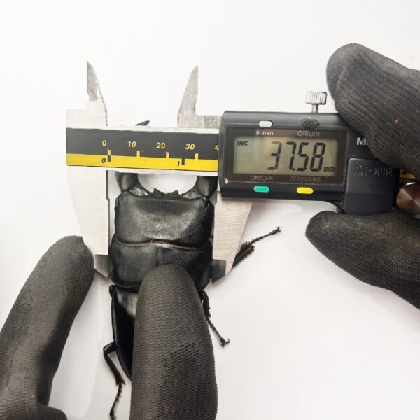 亞齊巨扁鍬形蟲 ♂99mm 成對