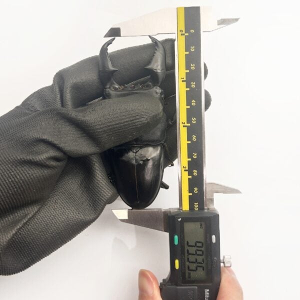 亞齊巨扁鍬形蟲 ♂99mm 成對