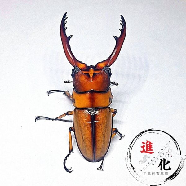 兩點赤鋸鍬形蟲 （台中麗陽產）♂61mm 成對