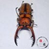 兩點赤鋸鍬形蟲 （台中麗陽產）♂62mm 成對